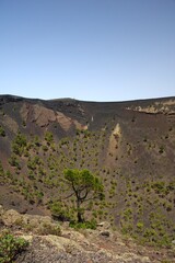 Pinie in Vulkankrater auf La Palma