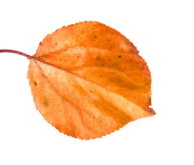 Fototapeta premium orange, autumn apricot leaf. on a white background