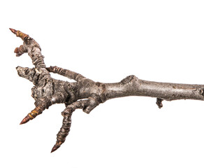 dry pear tree branch with buds. on a white background