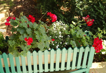 Red Geranium Flowers in Flower Box, Green Fence