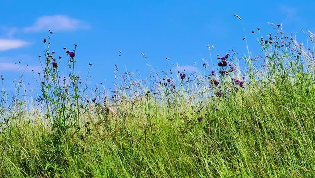 Wild flowers on Alpen meadow in summer. Flowers and plants waving in the wind against blue sky