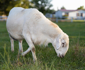 Obraz na płótnie Canvas Male Katahdin sheep ram looking for grass to eat