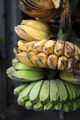 Praying hand banana with ripe fruits