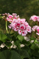 Fototapeta na wymiar Variegated Pink Geranium Flowers