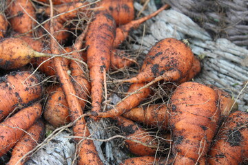Harvesting in autumn carrots in a basket bucket close-up. Gardening, growing vegetables, Organic products. Clean farming