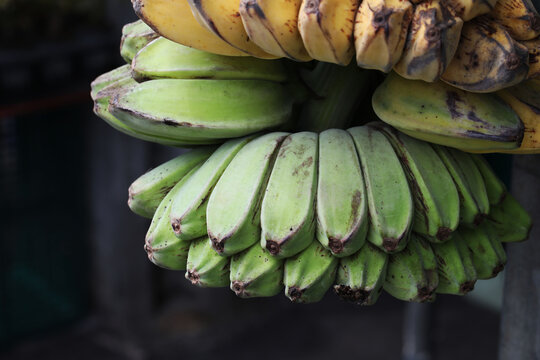 Praying Hands Bananas Fresh Tropical Fruit IN SEASON 