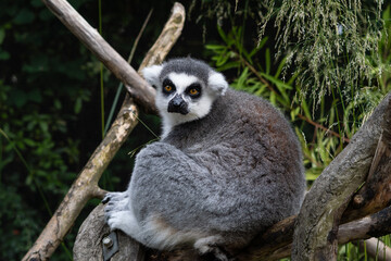 close up of striped lemur sitting on branch