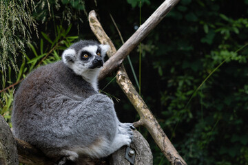 close up of striped lemur sitting on branch