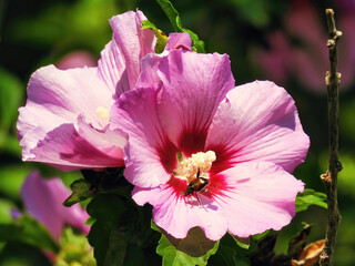 Closeup of a Rose of Sharon Hibiscus Flower with a Green June Beetle Covered in Pollen