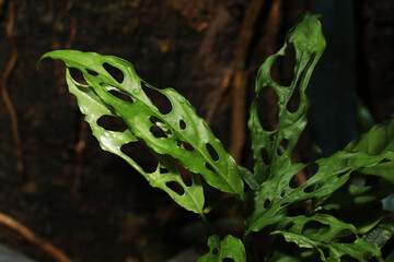 Rare and expensive foliage house plant, Philodendron obliqua from Peru