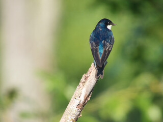 Tree Swallow Juvenile Perched on a Dead Tree Branch Looking Sideways