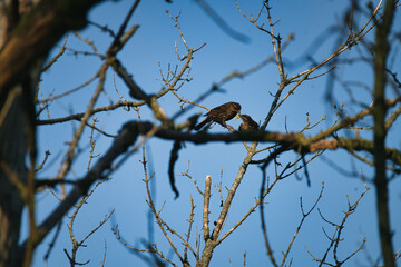 Mother Blackbird Brings an Insect to its Fledgling Perched in a Tree
