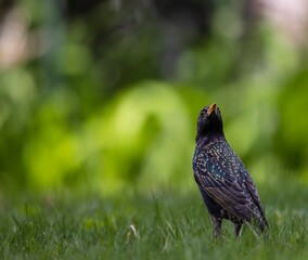 Starling