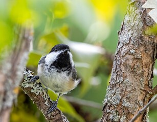 Colorful Chickadee 