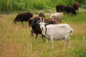 Free grazing sheep in a summer pasture with a leader goat.