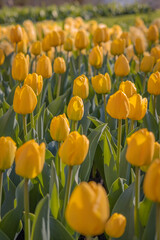 yellow and red tulips