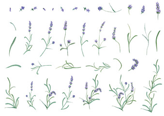 Lavendel - lavender Illustration Aquarell watercolor Clipart Aquarell Blumen lila Blume Hochzeit Lavendel Flower  - obrazy, fototapety, plakaty