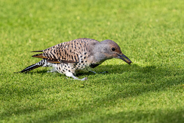 A female Northern Flicker has successfully pulled a grub out of the ground while foraging, and is holding it in her beak.
