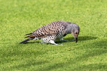 A female Northern Flicker (Red-shafted variety) digging in a lawn looking for food.