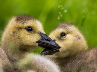country goose family