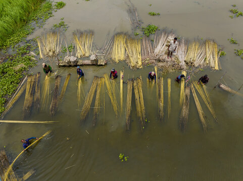 Natore, Bangladesh - 18 August 2022: Aerial view of farmers busy processing jute in water.