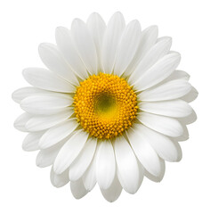 daisy, camomile flower isolated on transparent background, extracted, png file	