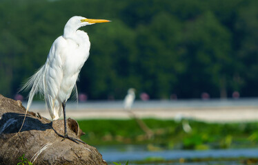 Great Egret stalking prey in morning light, Geist Reservoir, Fishers, Indiana.