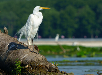 Great Egret stalking prey in morning light, Geist Reservoir, Fishers, Indiana.