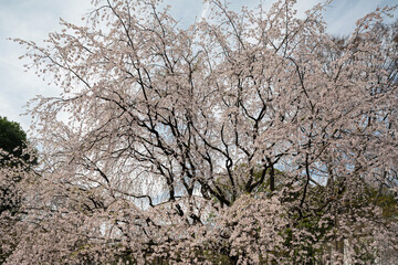 Fototapeta premium 満開のしだれ桜