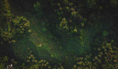 Aerial Drone view of Tegalalang Rice terraces near Ubud in Bali, Indonesia