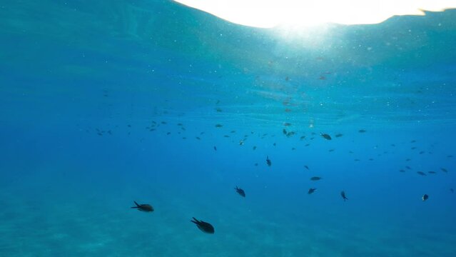 School of fish in the ocean 