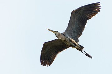 Great Blue Heron flying and scouring lake in morning light, Summer in Fishers, Indiana. 