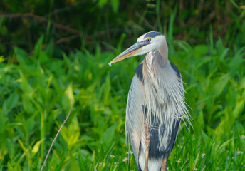 Great Blue Heron flying and scouring lake in morning light, Summer in Fishers, Indiana. 