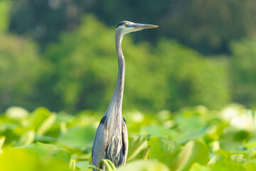 Great Blue Heron flying and scouring lake in morning light, Summer in Fishers, Indiana. 