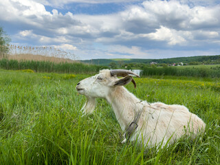 Obraz premium A white goat rests in the grass on the shore of the lake