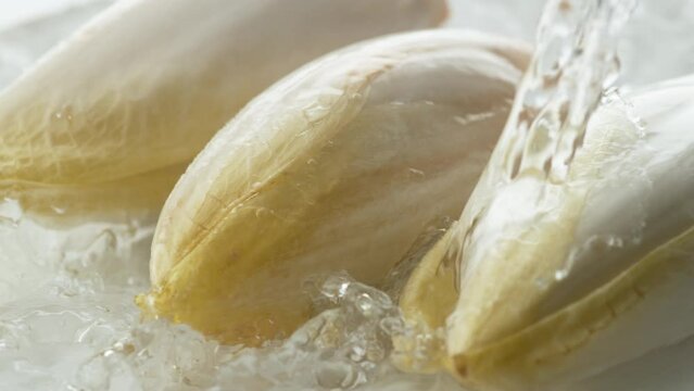 endive in slow motion