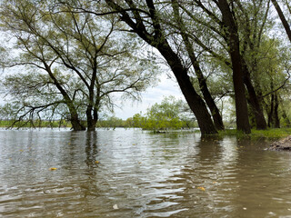 Obraz premium The river overflowed its banks and drowned the trees
