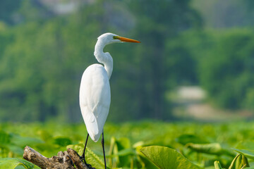 Great Egret stalking prey in morning light, Geist Reservoir, Fishers, Indiana.