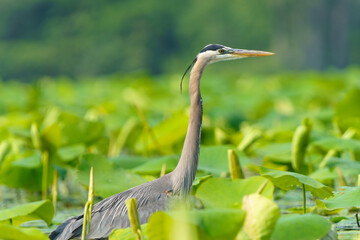 Great Blue Heron flying and scouring lake in morning light, Summer in Fishers, Indiana. 
