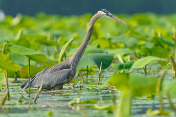 Great Blue Heron flying and scouring lake in morning light, Summer in Fishers, Indiana. 