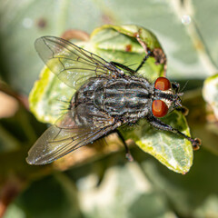fly on leaf