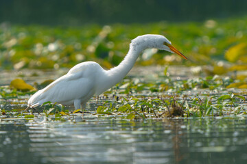 Great Egret stalking prey in morning light, Geist Reservoir, Fishers, Indiana.