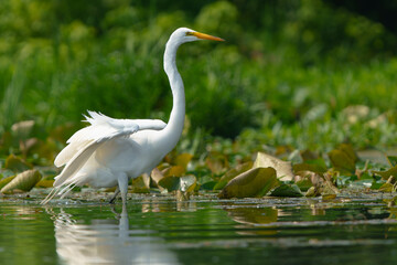 Great Egret stalking prey in morning light, Geist Reservoir, Fishers, Indiana.