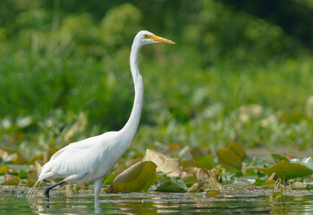 Great Egret stalking prey in morning light, Geist Reservoir, Fishers, Indiana.