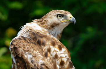Red shouldered hawk sitting on fence in wooded area. Fishers, Indiana, Summer 2023. 