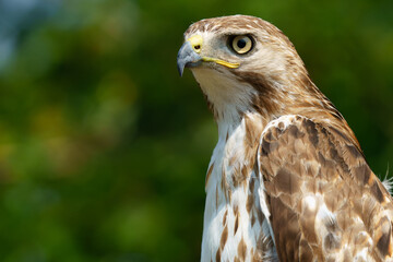 Red shouldered hawk sitting on fence in wooded area. Fishers, Indiana, Summer 2023. 