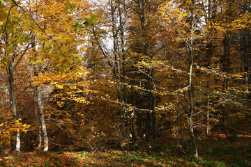 Obraz premium Yedigoller in Bolu, Turkey.