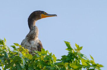 Double-Crested Cormorant perched high in a bare tree. 