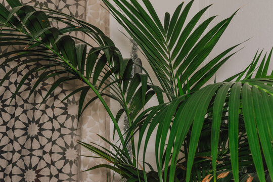 close up of Kentia palm tree in living room with patterned gray curtain