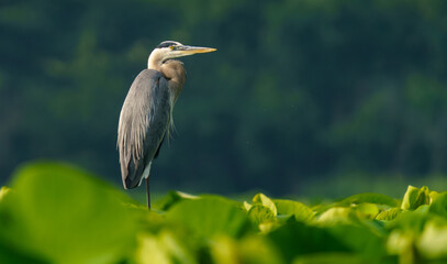 Great Blue Egret perched while scouring for fish in morning light. 